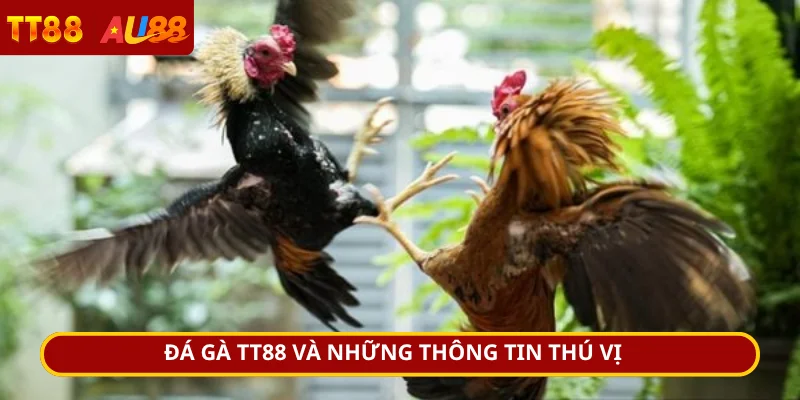 Đá gà TT88 và những thông tin thú vị